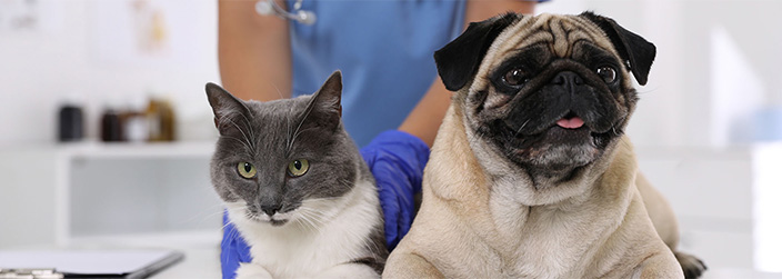 Kranken- und Operationskosten-versicherung Katze